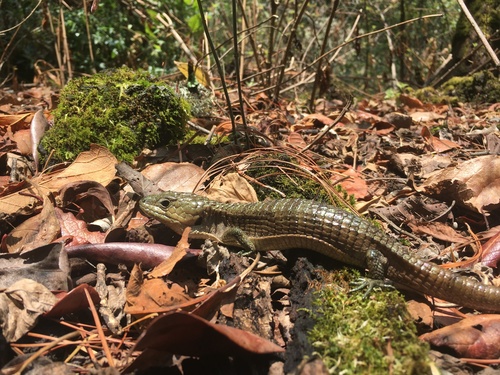 Herrera's Alligator Lizard