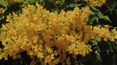 Pterocarpus rotundifolius