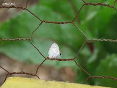 Celastrina echo gozora