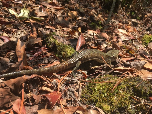 Herrera's Alligator Lizard