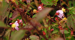 Chaetogastra paratropica