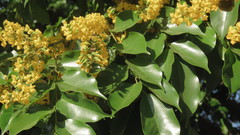 Pterocarpus rotundifolius