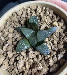 Haworthia bayeri