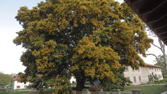 Pterocarpus rotundifolius