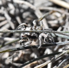 Habronattus cuspidatus