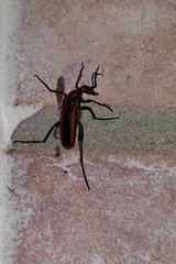 Pyrota tenuicostatis