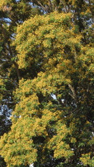 Pterocarpus rotundifolius