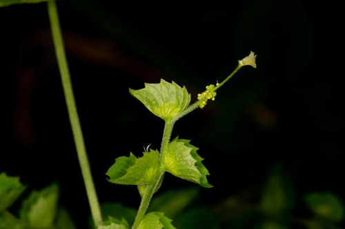 Acalypha indica image