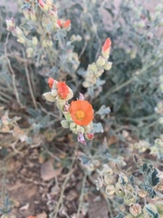 Sphaeralcea ambigua