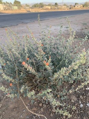 Sphaeralcea ambigua