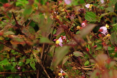 Chaetogastra paratropica