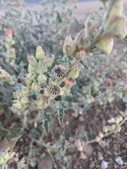 Sphaeralcea ambigua