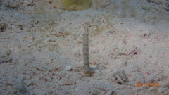 Chaenopsis limbaughi