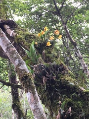 Lycaste consobrina