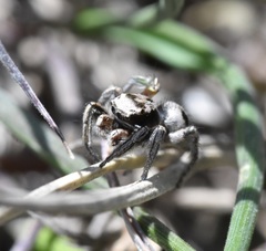 Habronattus cuspidatus