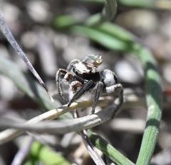 Habronattus cuspidatus
