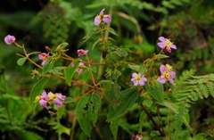 Chaetogastra paratropica