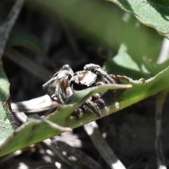Habronattus cuspidatus