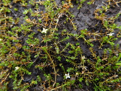 Galium perpusillum