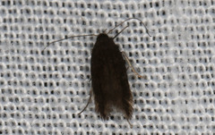 Lecithocera terrigena