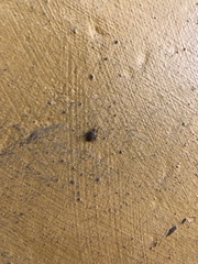 Galerucella grisescens