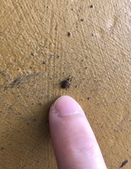 Galerucella grisescens