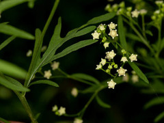 Parthenium hysterophorus image