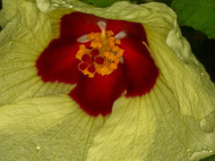 Hibiscus ovalifolius