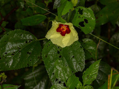 Hibiscus ovalifolius
