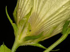 Hibiscus ovalifolius