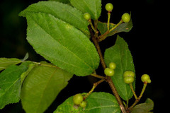 Grewia retinervis