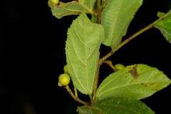 Grewia retinervis