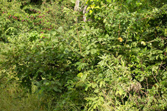 Grewia retinervis