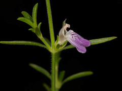 Justicia divaricata