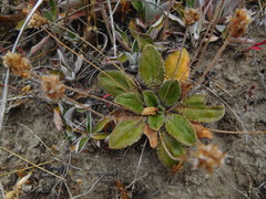 Plantago spathulata