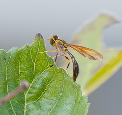 Hybobathus phaeopterus