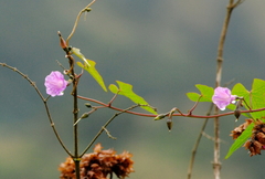 Ipomoea dumetorum