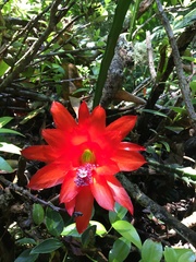 Disocactus ackermannii