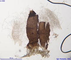 Acrospermum compressum