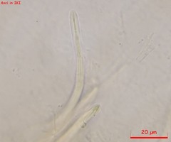 Acrospermum compressum