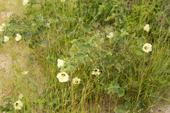 Pavonia senegalensis