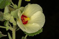 Pavonia senegalensis