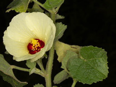 Pavonia senegalensis