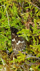 Hipparchia miguelensis