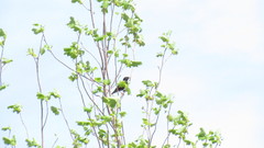 Sturnus vulgaris