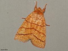 Pyreferra hesperidago