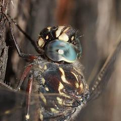 Austroaeschna parvistigma