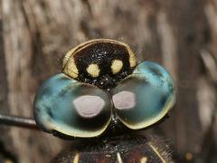 Austroaeschna parvistigma