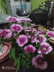 Dianthus chinensis × barbatus