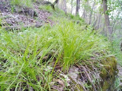 Carex planispicata